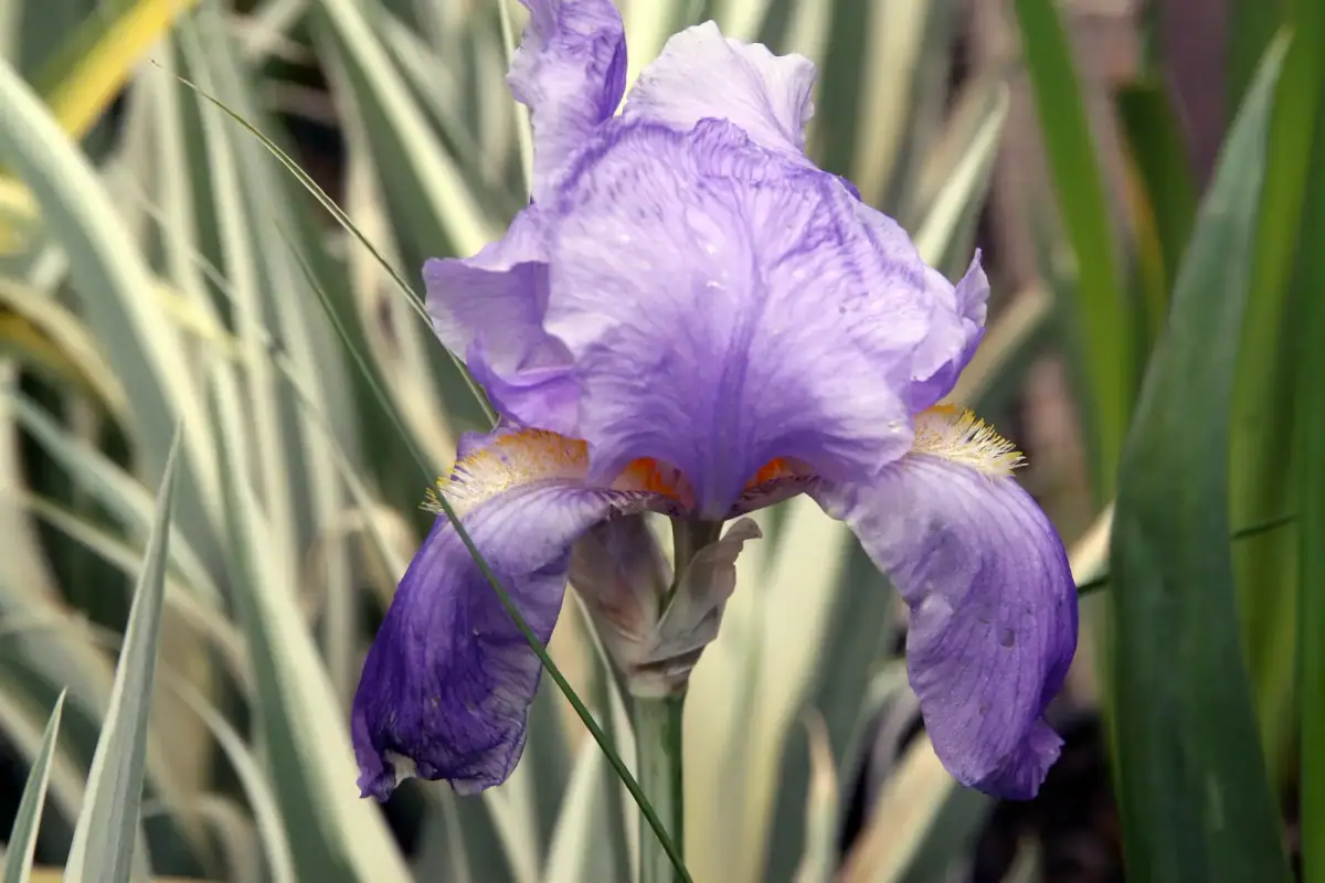 Primo piano di un fiore di giaggiolo iris viola-azzurro in piena fioritura